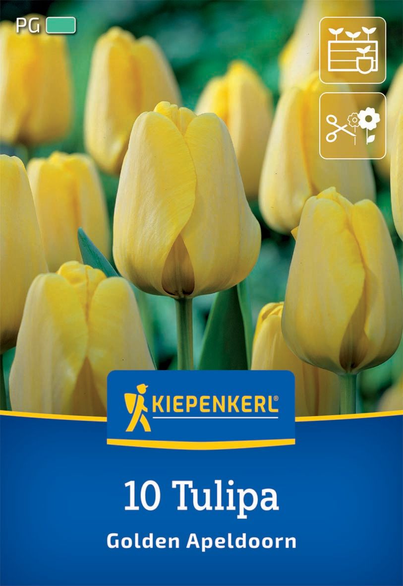Virághagyma Tulipán Golden Apeldoorn Kiepenkerl 10 db