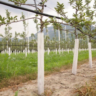 Tree protection grid Treex white 110 cm (6 cm diameter)