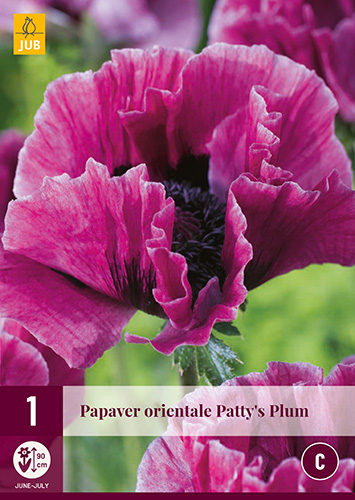 Évelő Papaver orientale Patty's Plum (Pipacs) 1 db JUB