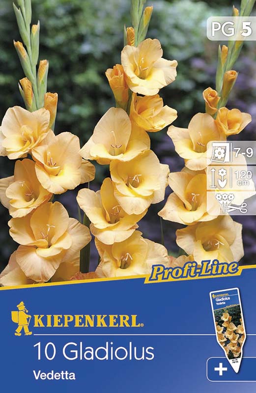 Bulbi de flori Kiepenkerl Gladiole Vedetta 5 buc