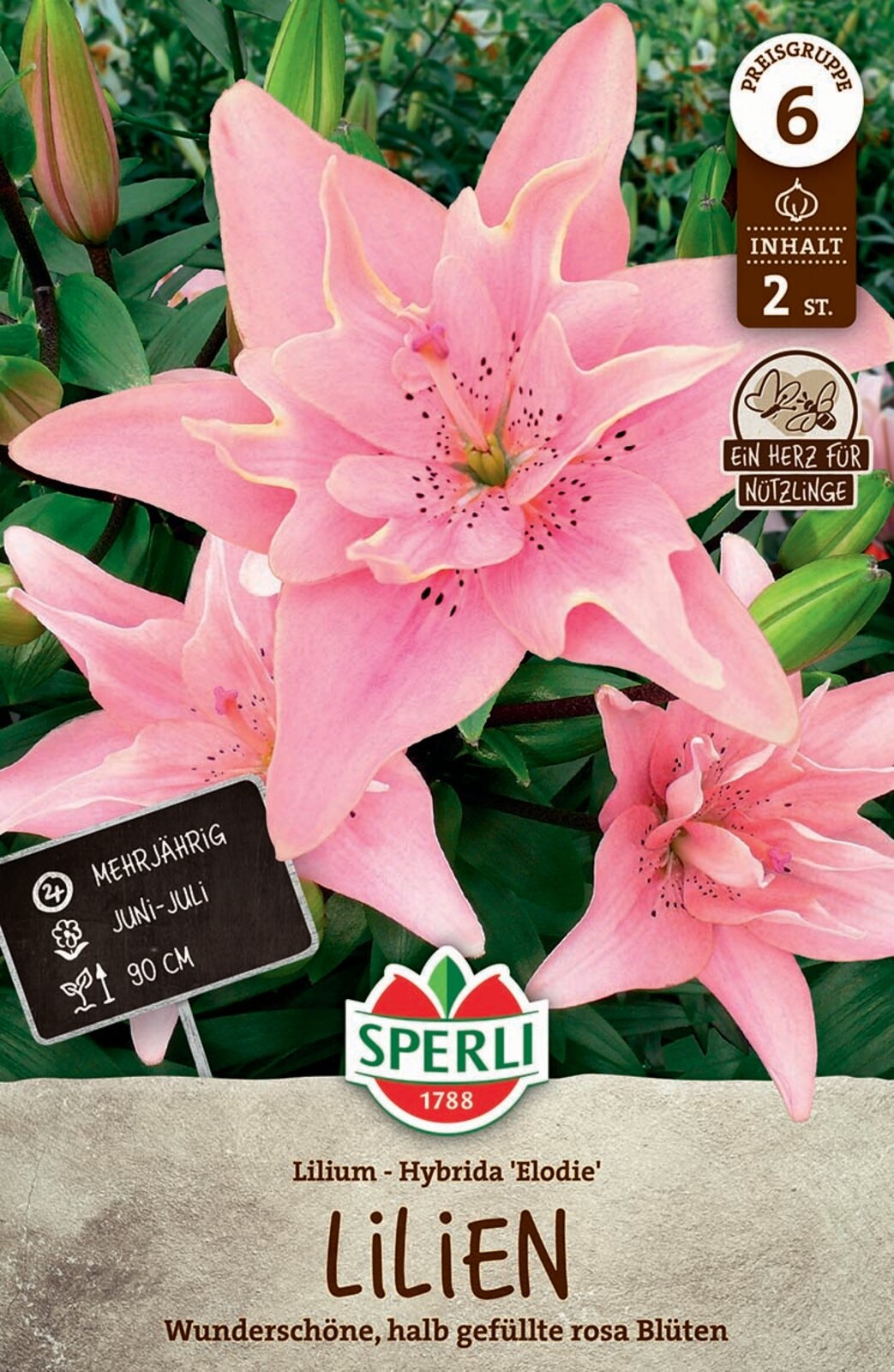 Virághagyma Liliom Elodie 2 db Sperli