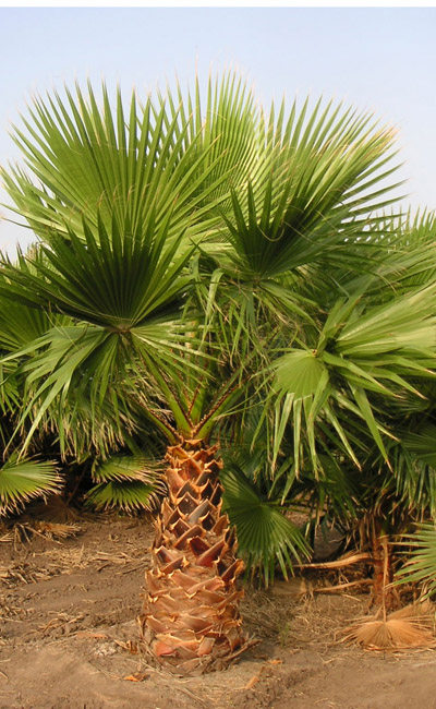 Palmier (Washingtonia robusta) 5 seminţe