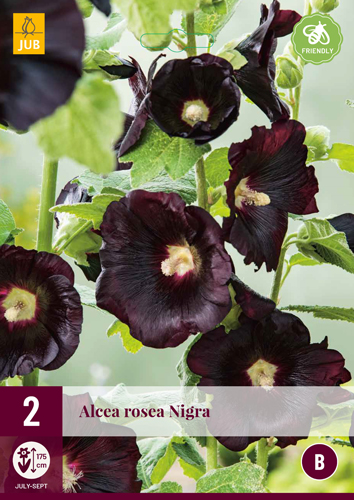 Perene Alcea Rosea Nigra (Raspberry Rosea) 2 bucăți JUB