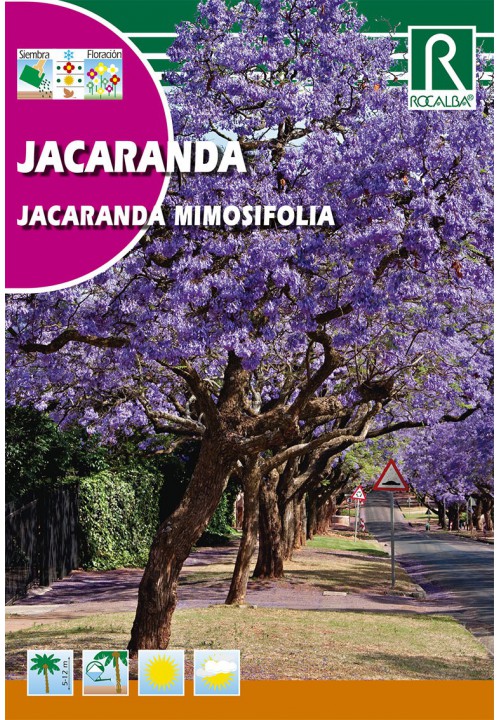 Copacul violet (Jacaranda mimiosifolia)