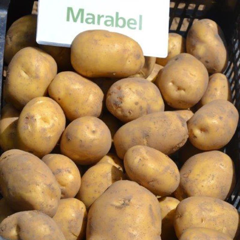 Tuberculi de cartofi trataţi "Marabel" 50 de buc.