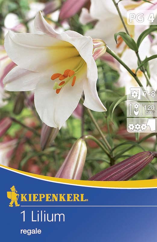 Bulbi de flori Kiepenkerl  Crinul Regal 1 buc
