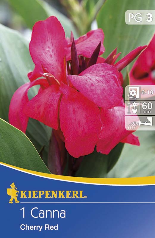 Bulbi de flori Kiepenkerl Canna Cherry Red kirschrot 1 buc