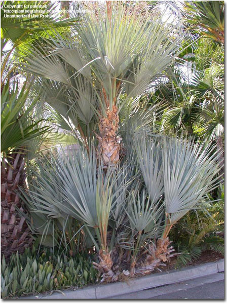 Palmier Nannorrhops arabica Silver 5 seminţe