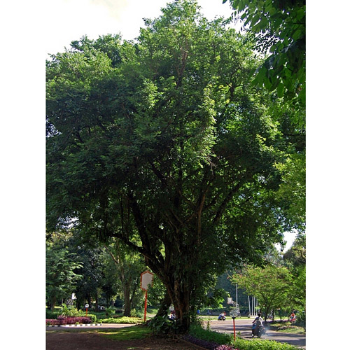 Arbore de trandafiri (Dalbergia latifolia) 5 semințe