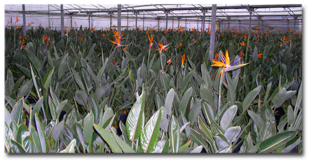 Pasărea paradisului (Strelitzia reginae) 5 seminţe