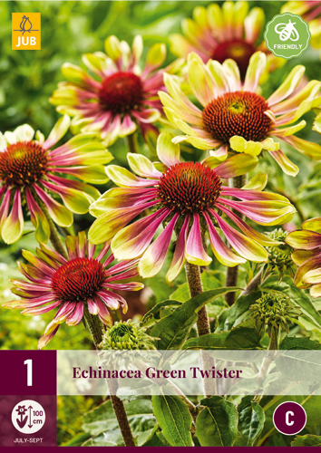 Echinacea perenă Green Twister 1 JUB