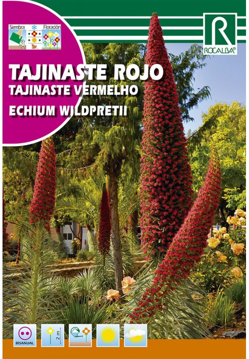 Tajinaste roșie (Echium Wildprettii)