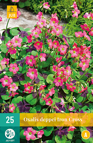 Bulb Oxalis deppei Iron Cross (trifoi cu patru foi) 25 buc JUB