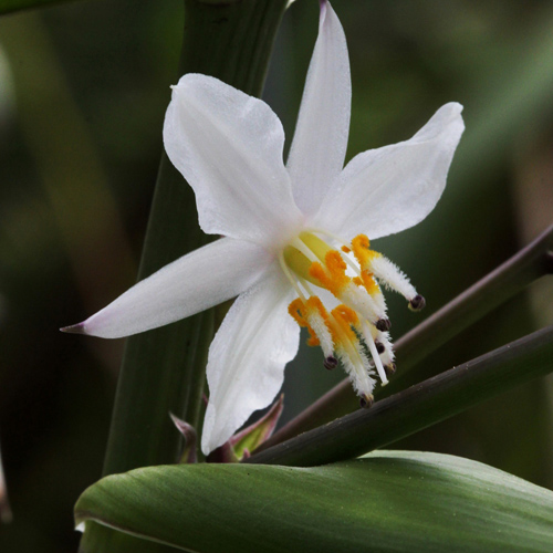 Crinul Noului Zeelandă (Arthropodium cirrhatum) 5 semințe