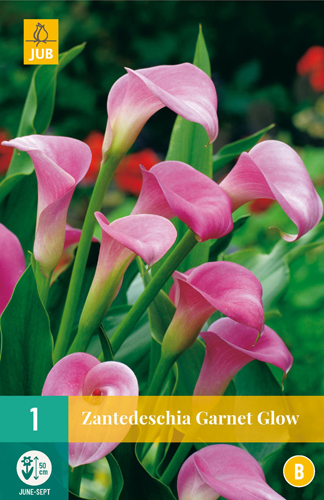 Virághagyma Kála (Zantedeschia) Garnet Glow 1 db JUB