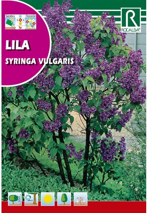 Organ (Syringa vulgaris)