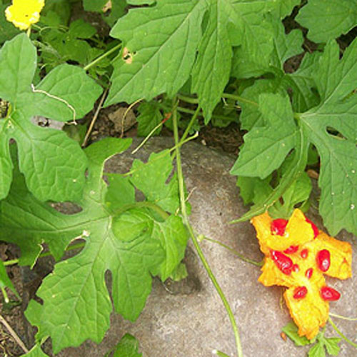 Castravetele amar (Momordica charantia) 5 seminţe