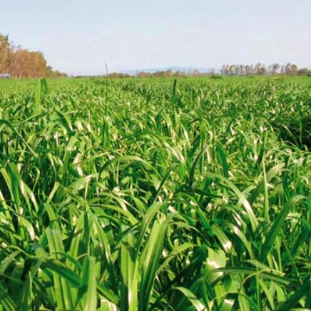 Raigras italian (Lolium multiflorum) 25 kg
