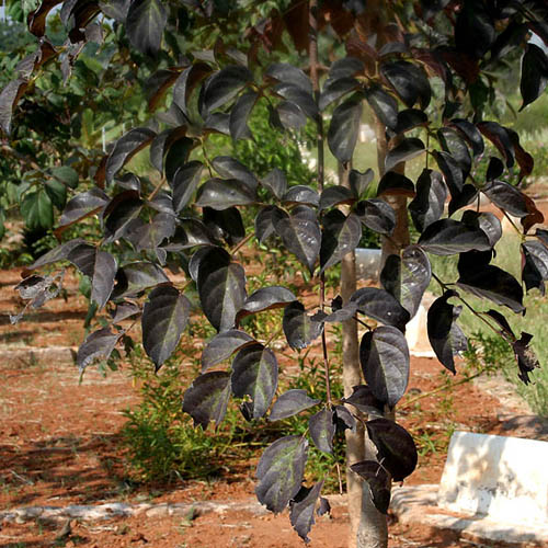 Arborele lui Damocles (Oroxylum indicum) 5 semințe