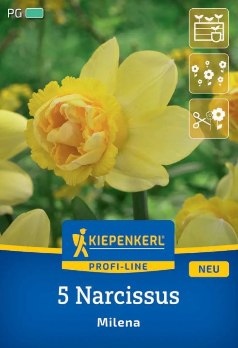 Bulb Narcisa Milena Kiepenkerl 5 buc