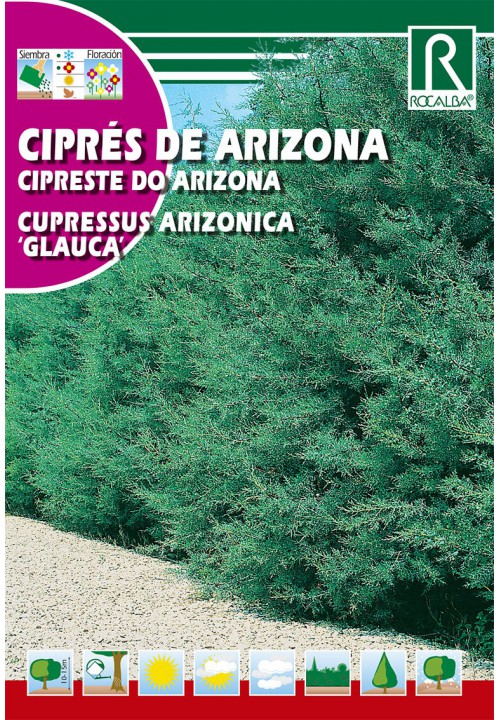 Cipru Cypress argint albastru (Cupressus arizonica glauca)