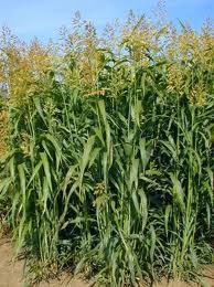 Iarbă de Sudan MITHRYL 25 kg