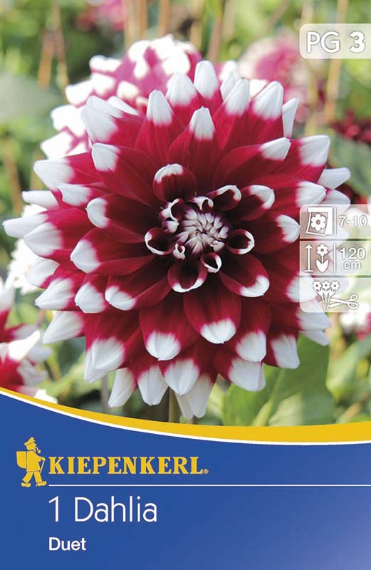 Bulbi de flori Kiepenkerl Dhalia Duet 1 buc