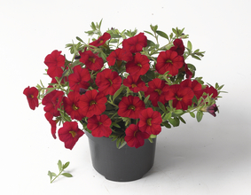 Petunia amestec de răsaduri de plante târâtoare 6 buc