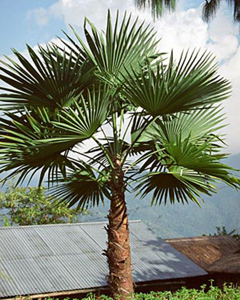 Palmier (Trachycarpus latisectus)  5 semințe