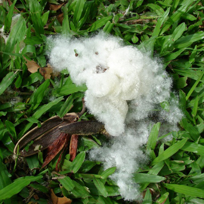 Arbore debumbac (Bombax ceiba) 5 seminţe