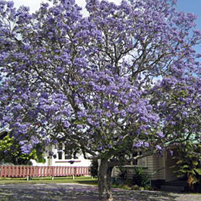 Copacul violet (Jacaranda mimosifolia) 5 semințe