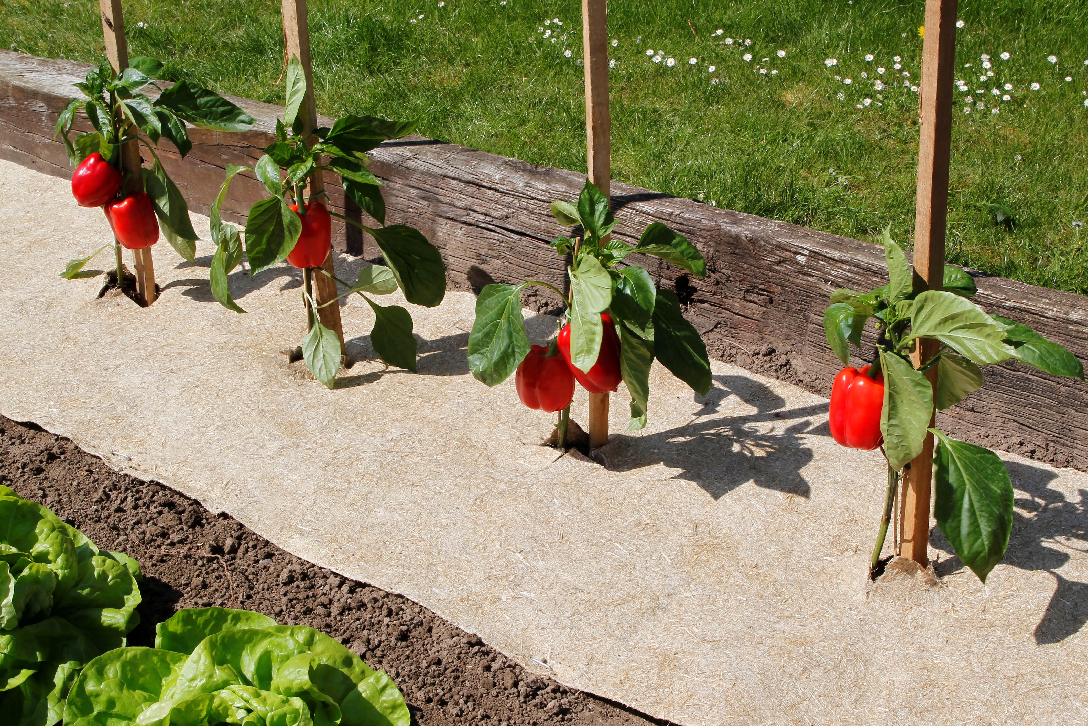 Természetes talajtakaró Flaxhemp 500 g/m2 0,75x5 m