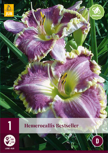 Évelő Hemerocallis Bestseller (Sásliliom) 1 db JUB