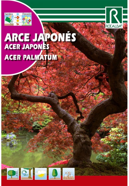 Arțar Japonez ( Arce palmatum)
