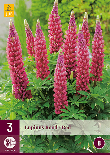 Évelő Lupinus Rood/Red (Csillagfürt) 3 db JUB