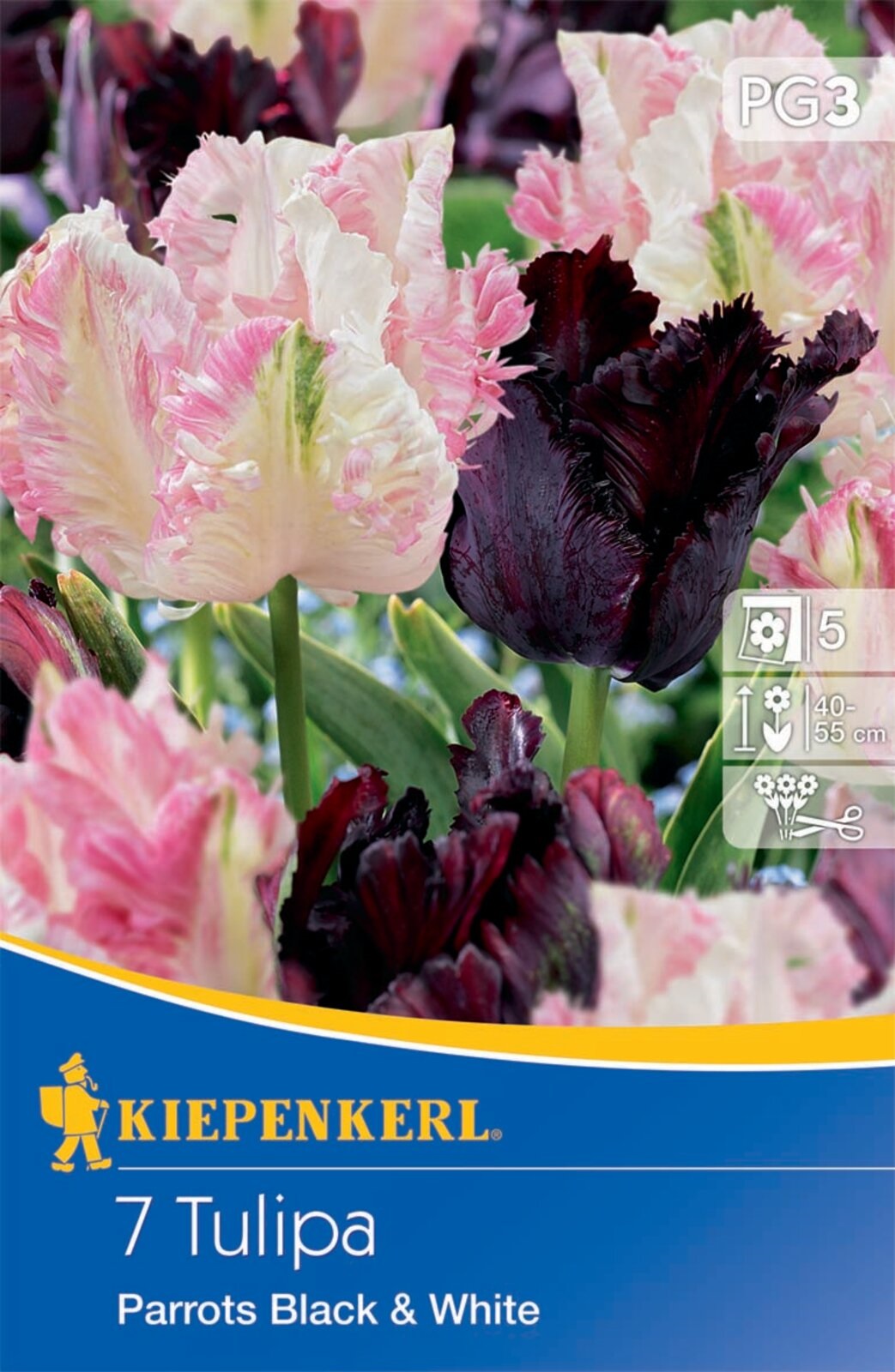 Bulb de flori Lalea-Duo Papagali Negru și Alb 7 buc Kiepenkerl