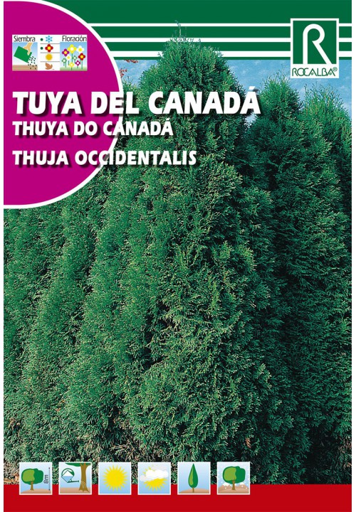 Thuia vestului (Thuia Occidentalis)