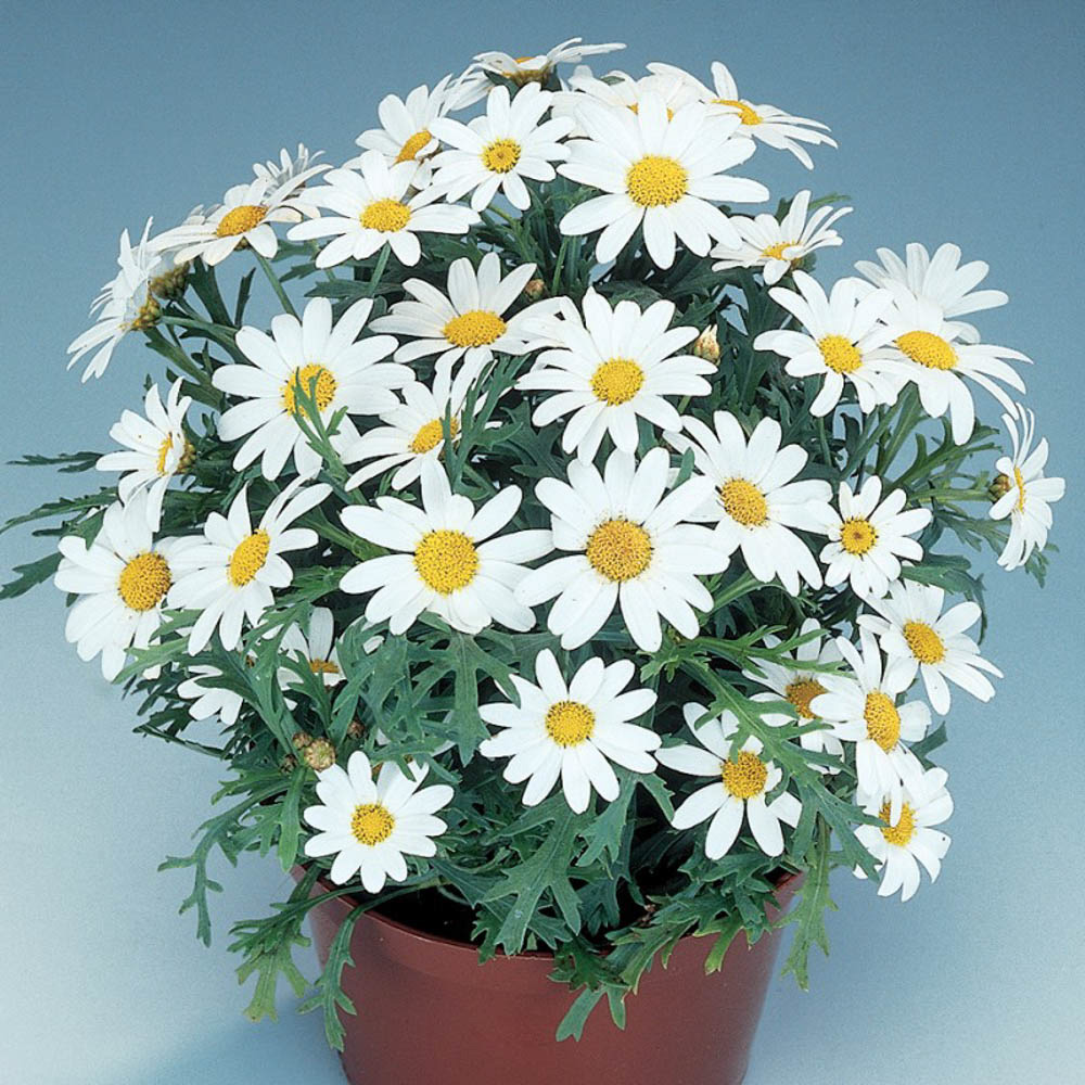 Mini margaretă amestec de răsaduri pentru cutii de balcon   6 buc