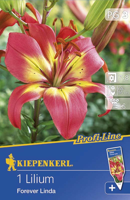 Bulbi de flori Kiepenkerl Liliom Forever Linda 1 buc