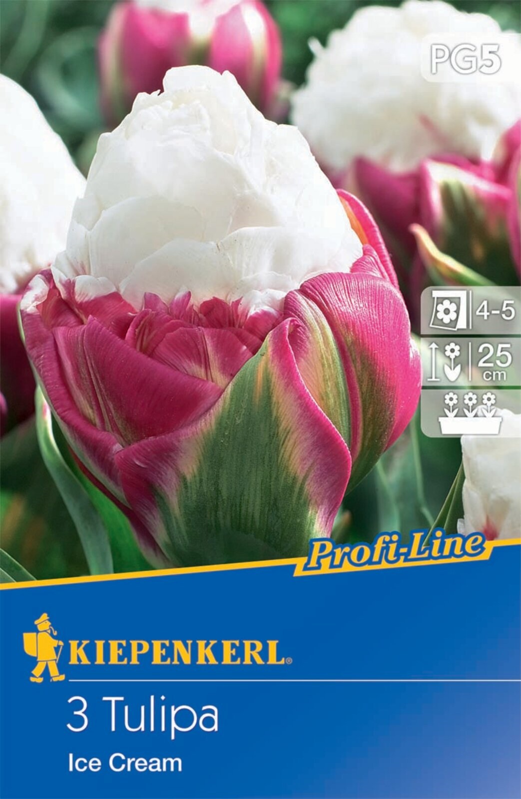 Bulb de floare Lalea Înghețată 3 buc Kiepenkerl