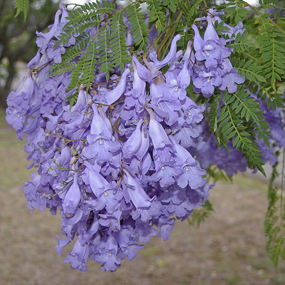 Copacul violet (Jacaranda mimosifolia) 5 semințe