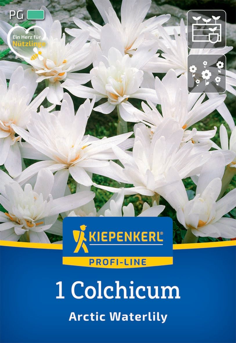 Bulb Chickweed (Colhicum) Nufăr arctic Kiepenkerl 1 buc