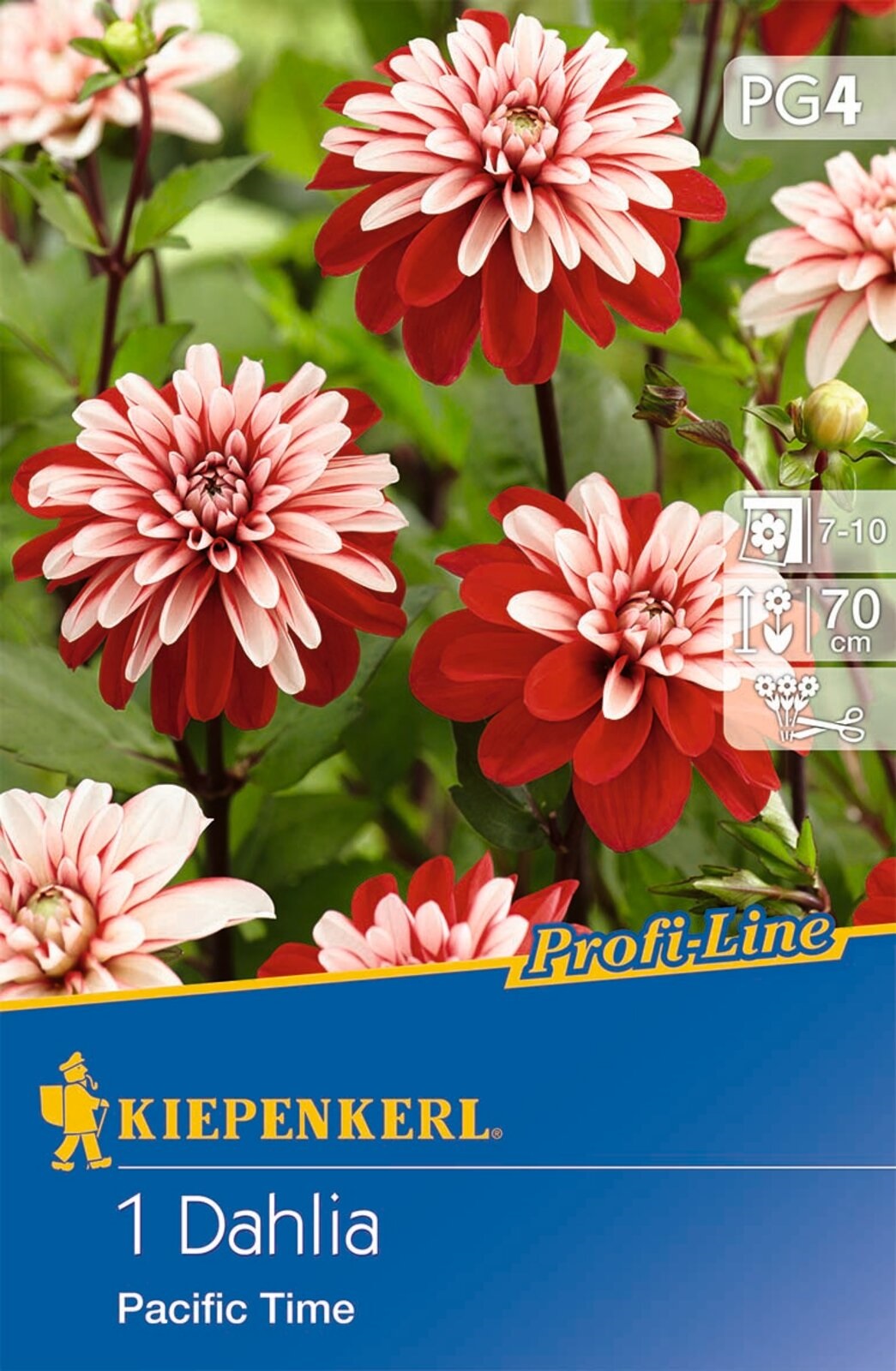 Bulb Dahlia Pacific Time (red-white) Kiepenkerl 1 pc