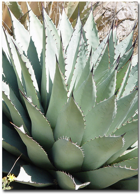 Mescal agave (Agave parryi var. neomexicana) 5 semințe 