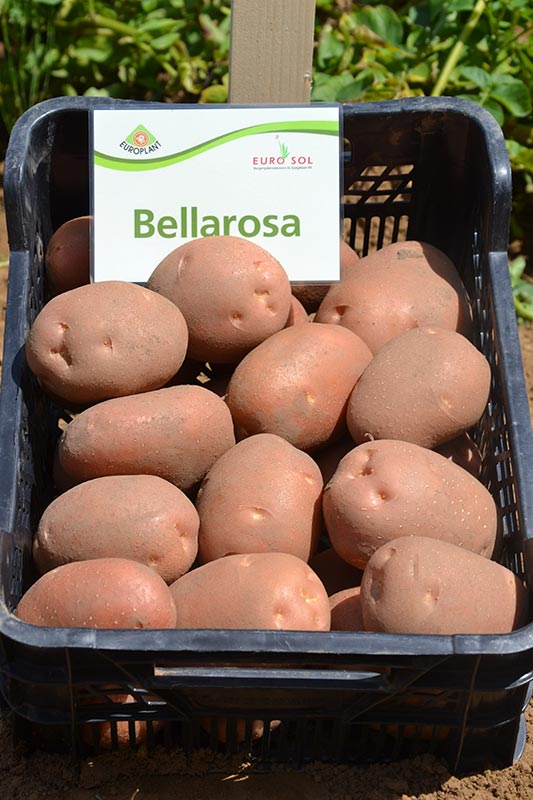 Potato seed tuber "Bellarosa" 50 pcs