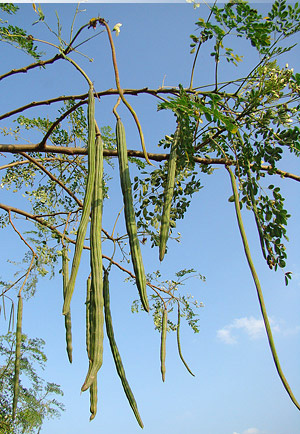 Copacul lui Dumnezeu (Moringa oleifera) 5 seminţe