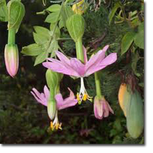 Flori curuba (Passiflora mollissima) 5 semințe