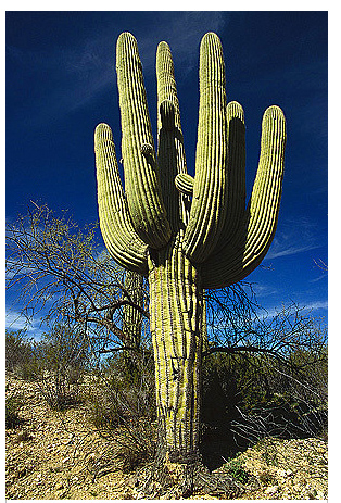Cactus Saguaro (Carnegiea gigantea) 5 semințe