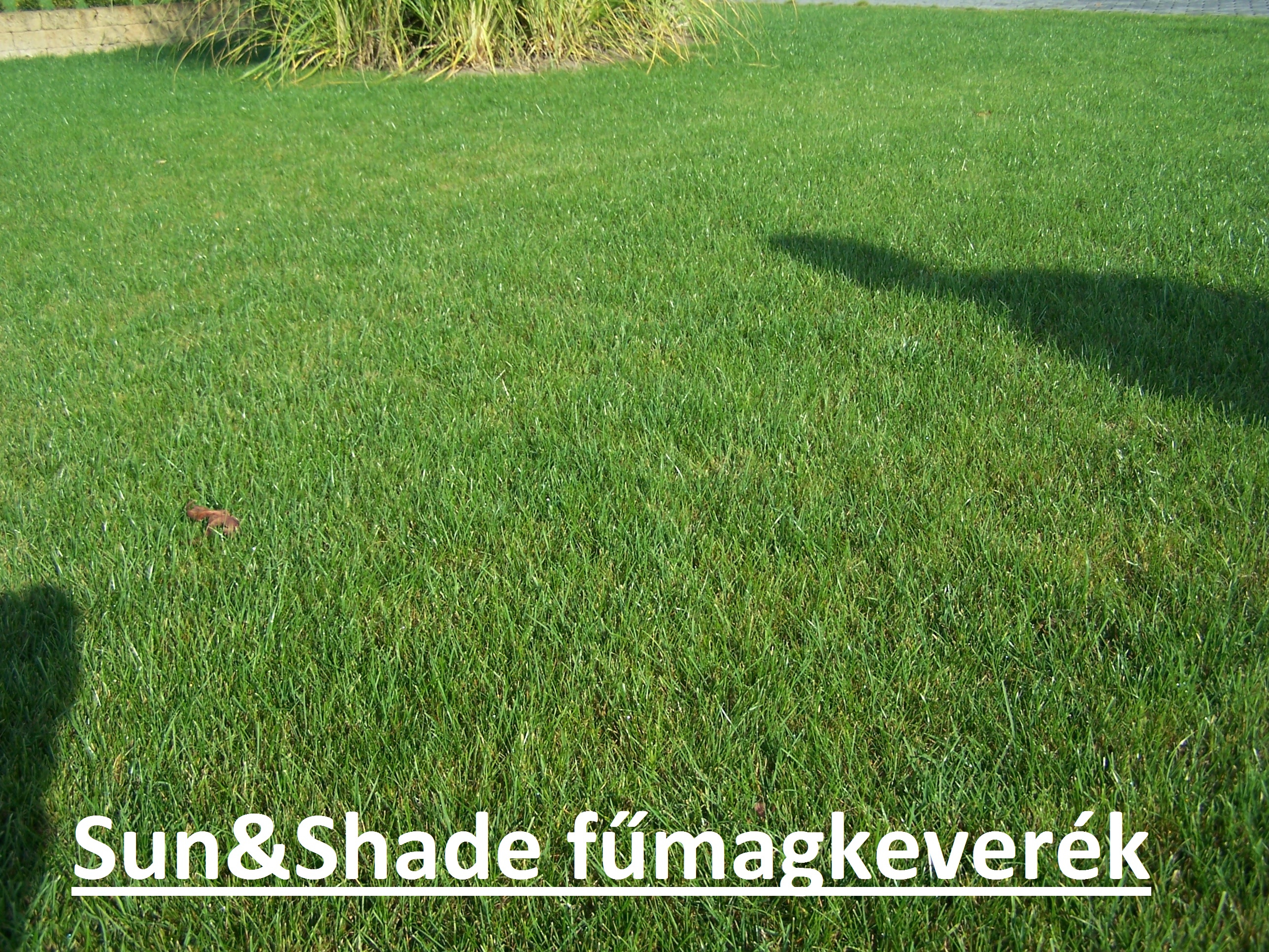 Semințe de iarbă Scotts (Everris) Sun & Shade (rezistent la umbră) 5 kg