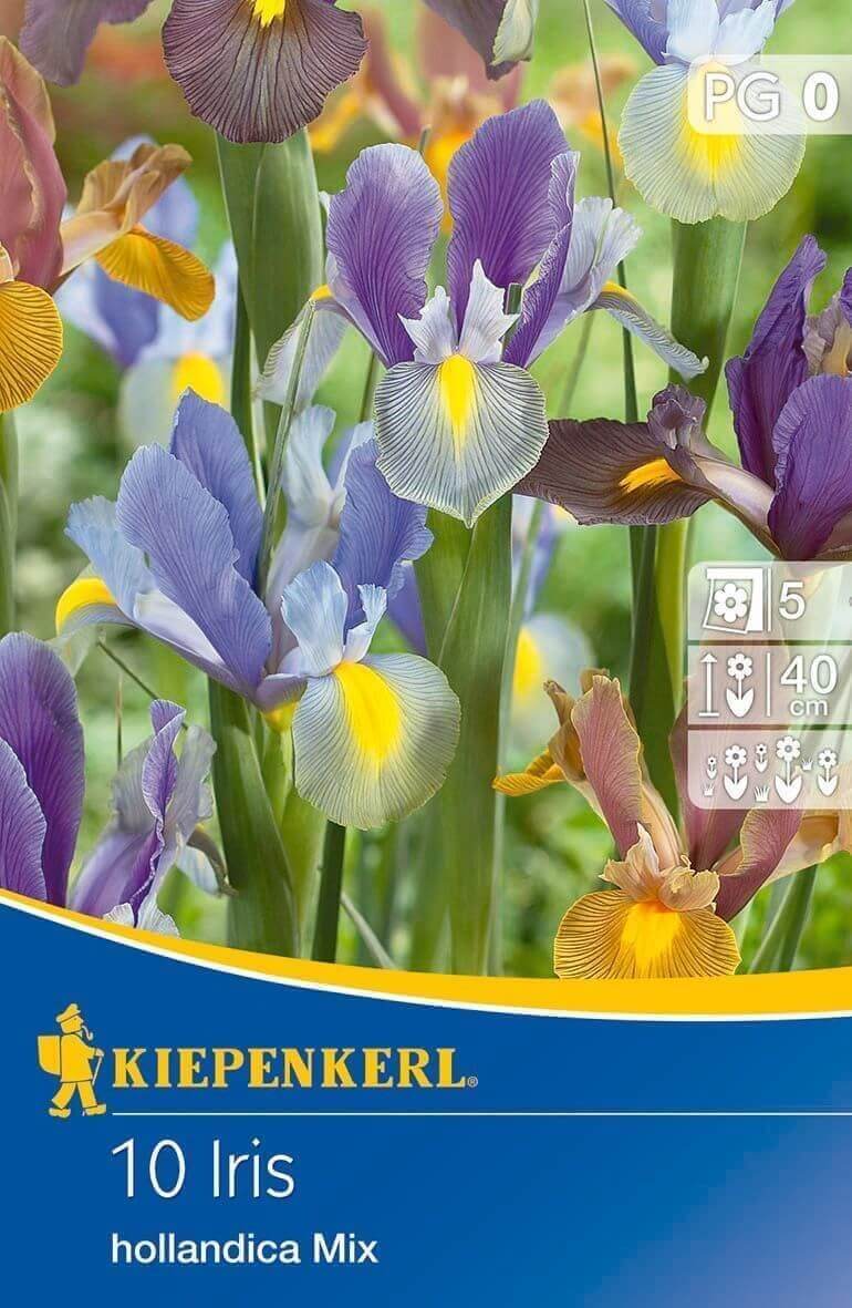 Bulb Iris hollandica colour mix 10 pcs Kiepenkerl